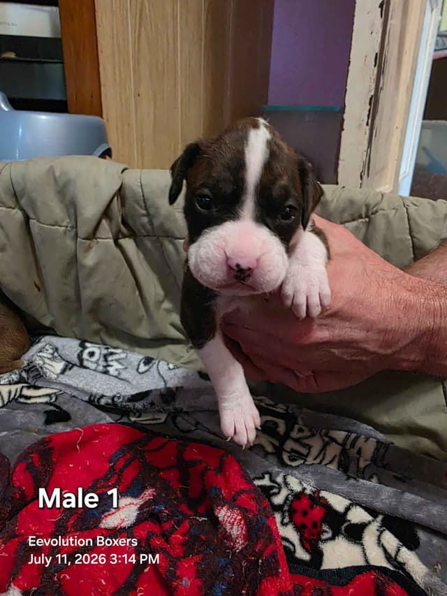 Family Raised Boxer Puppies media 6