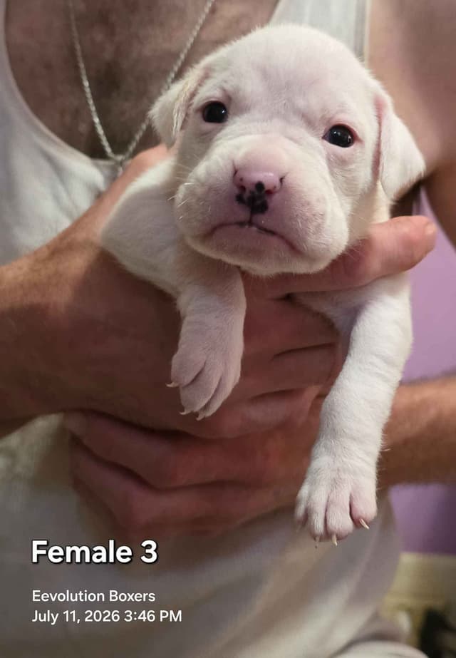 Family Raised Boxer Puppies media 5