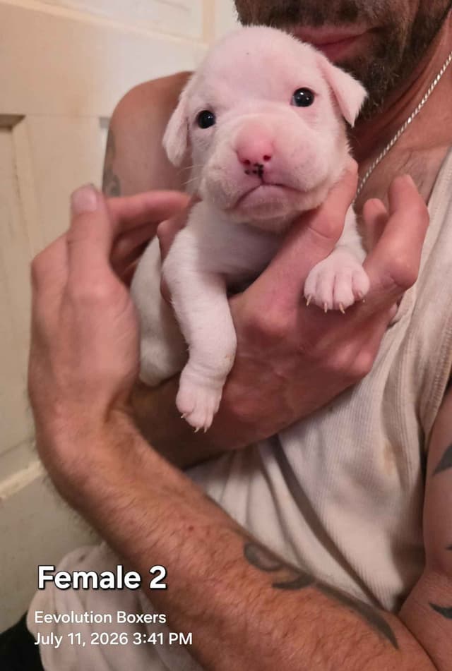 Family Raised Boxer Puppies media 4