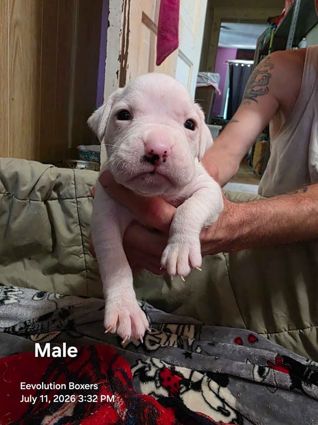 Family Raised Boxer Puppies media 12