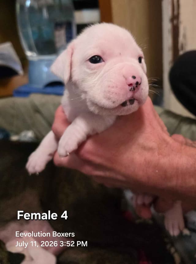 Family Raised Boxer Puppies media 7