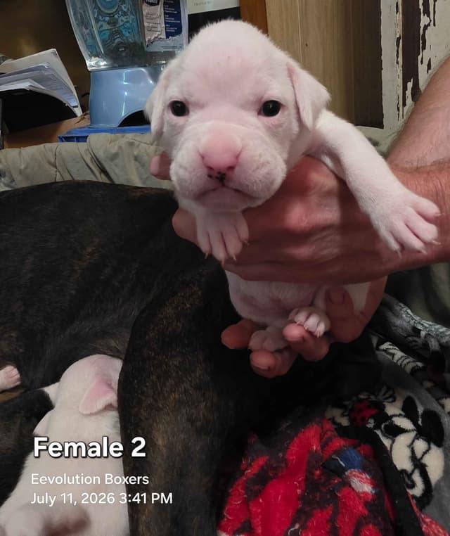 Family Raised Boxer Puppies media 8
