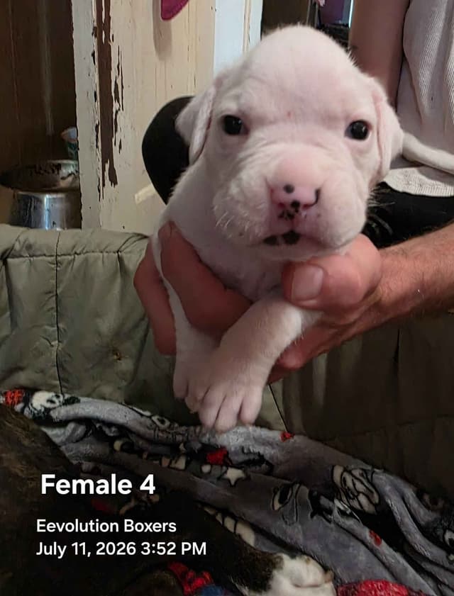 Family Raised Boxer Puppies media 11