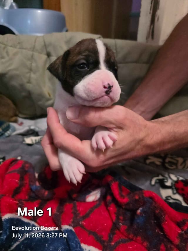 Family Raised Boxer Puppies media 2