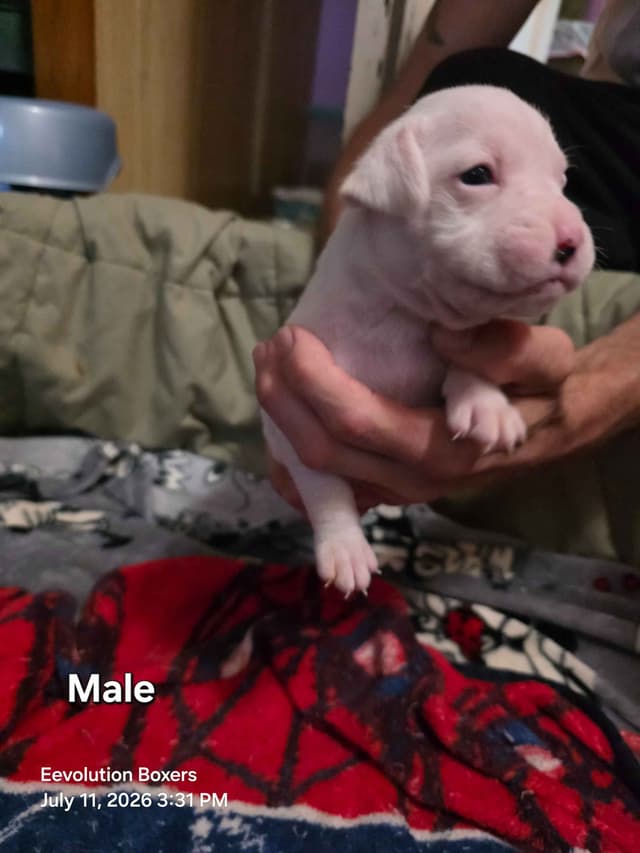 Family Raised Boxer Puppies media 13