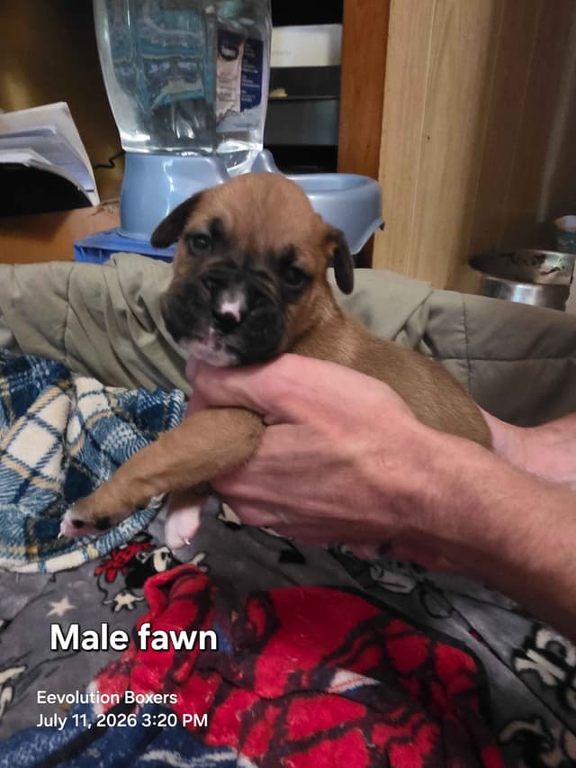 Family Raised Boxer Puppies media 15
