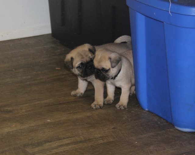 Pug Puppy media 2