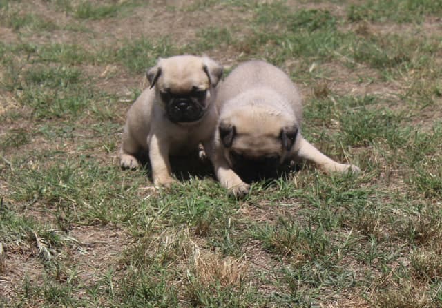 Pug Puppy media 3