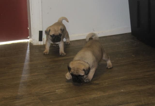 Pug Puppy media 4