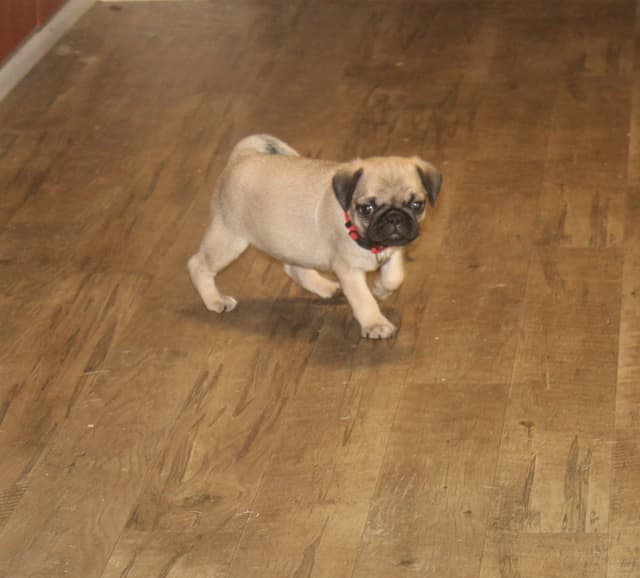 Pug Puppies media 2