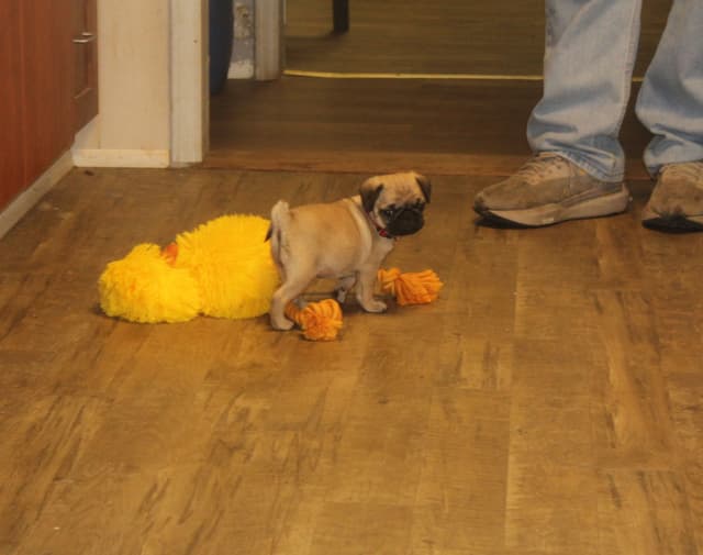 Pug Puppies media 4