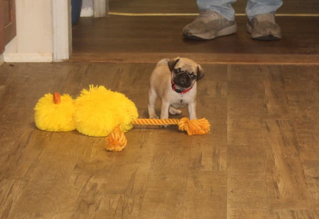 Pug Puppies media 5