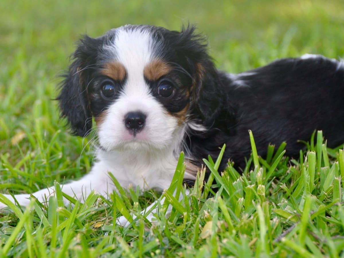 Cavalier King Charles Spaniel Puppies breeder image 1