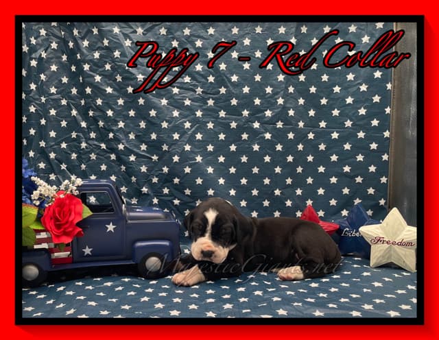 Great Dane Puppies media 4