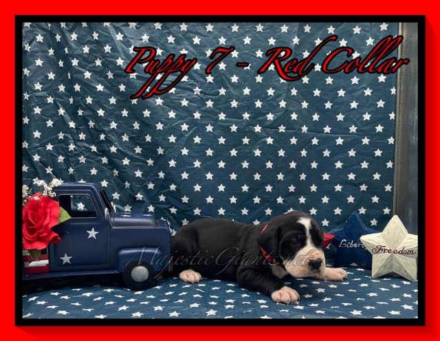 Great Dane Puppies media 6