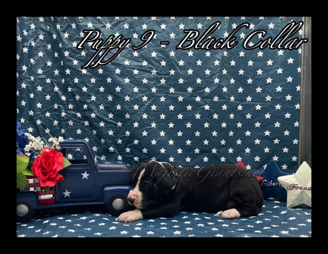 Great Dane Puppies media 8