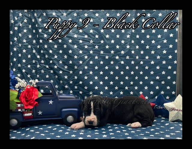 Great Dane Puppies media 7
