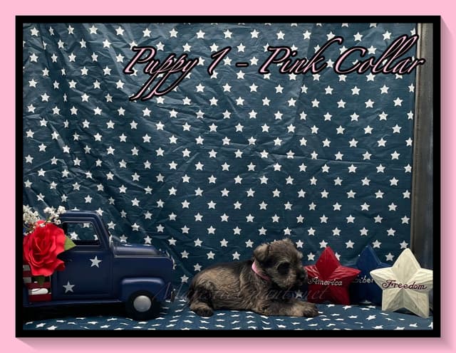 Miniature Schnauzer Puppies media 2