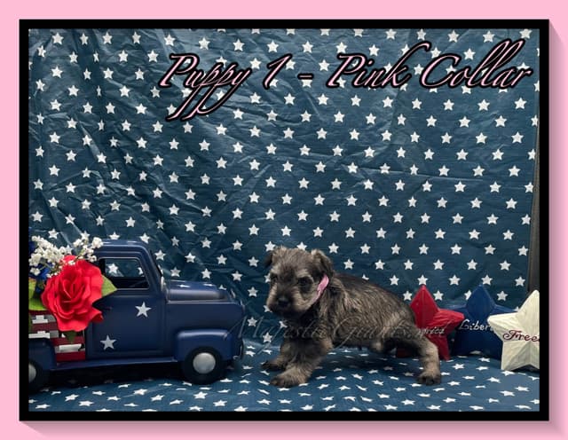 Miniature Schnauzer Puppies media 4