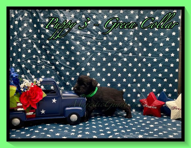 Miniature Schnauzer Puppies media 8