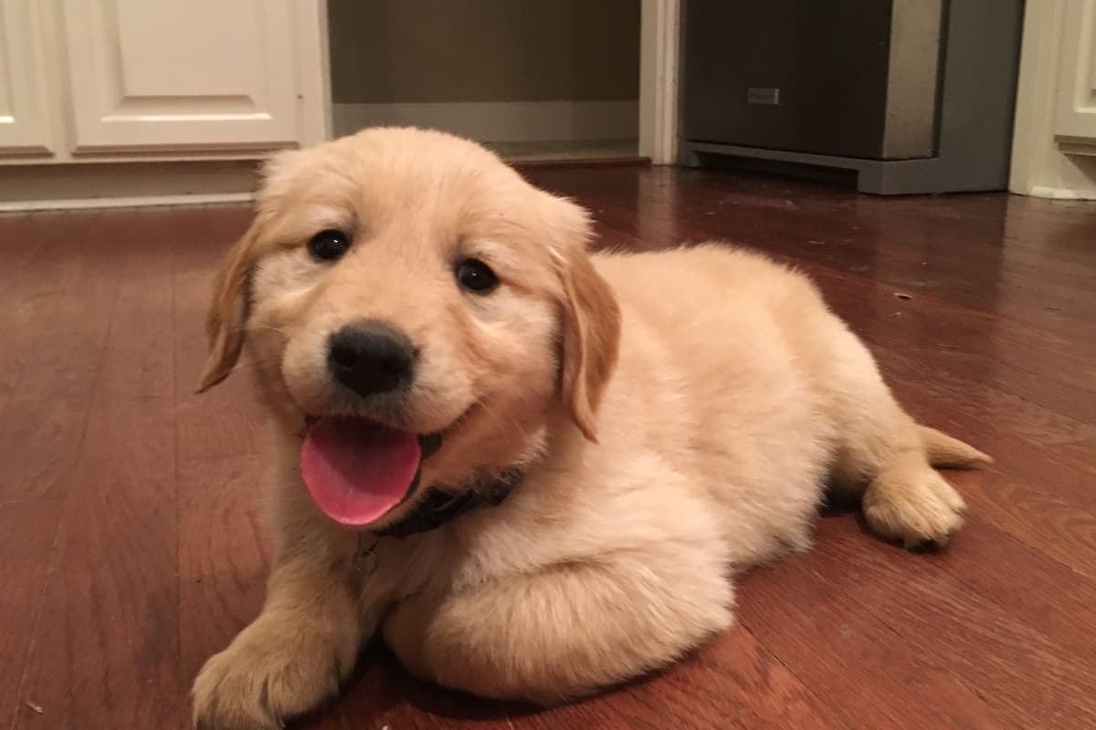Golden Retriever Puppies breeder image 2