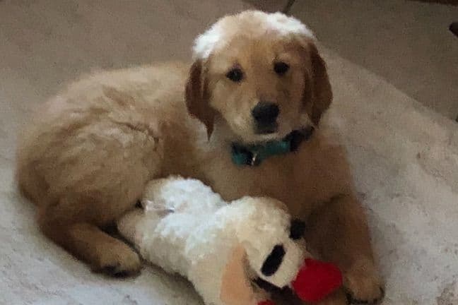 Golden Retriever Puppies breeder image 3