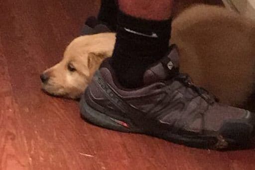 Golden Retriever Puppies breeder image 5