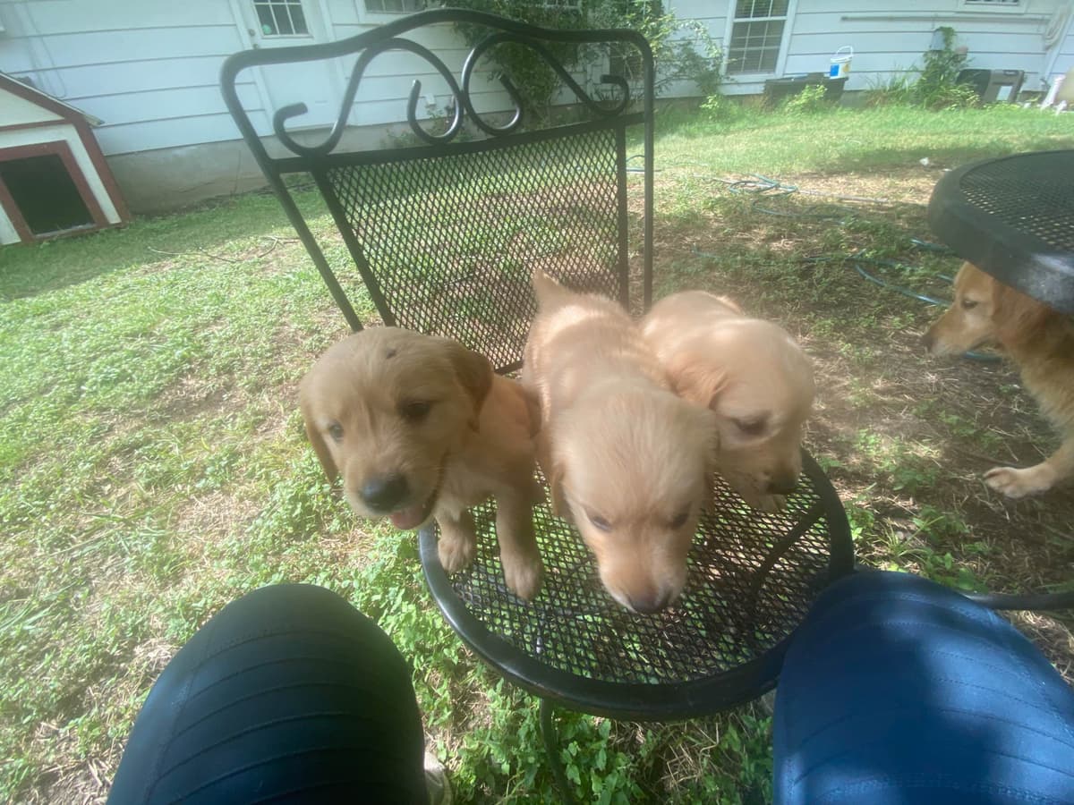 Golden Retriever Puppies breeder image 7