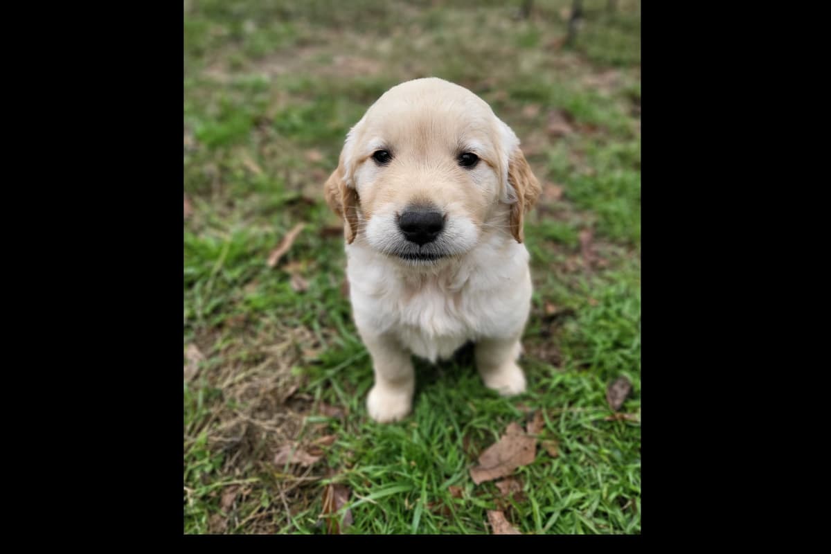 Golden Retriever Puppies breeder image 8