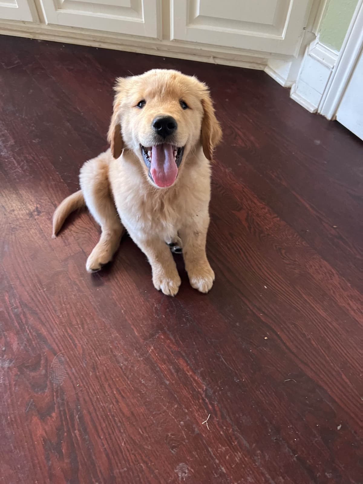 Golden Retriever Puppies breeder image 9