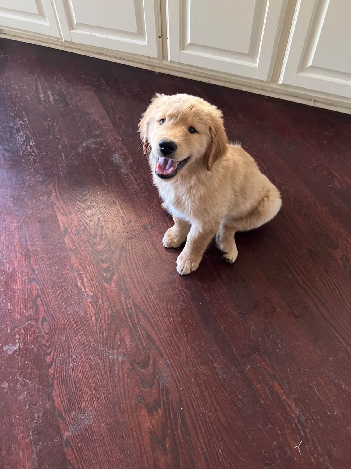 Golden Retriever Puppies breeder image 10