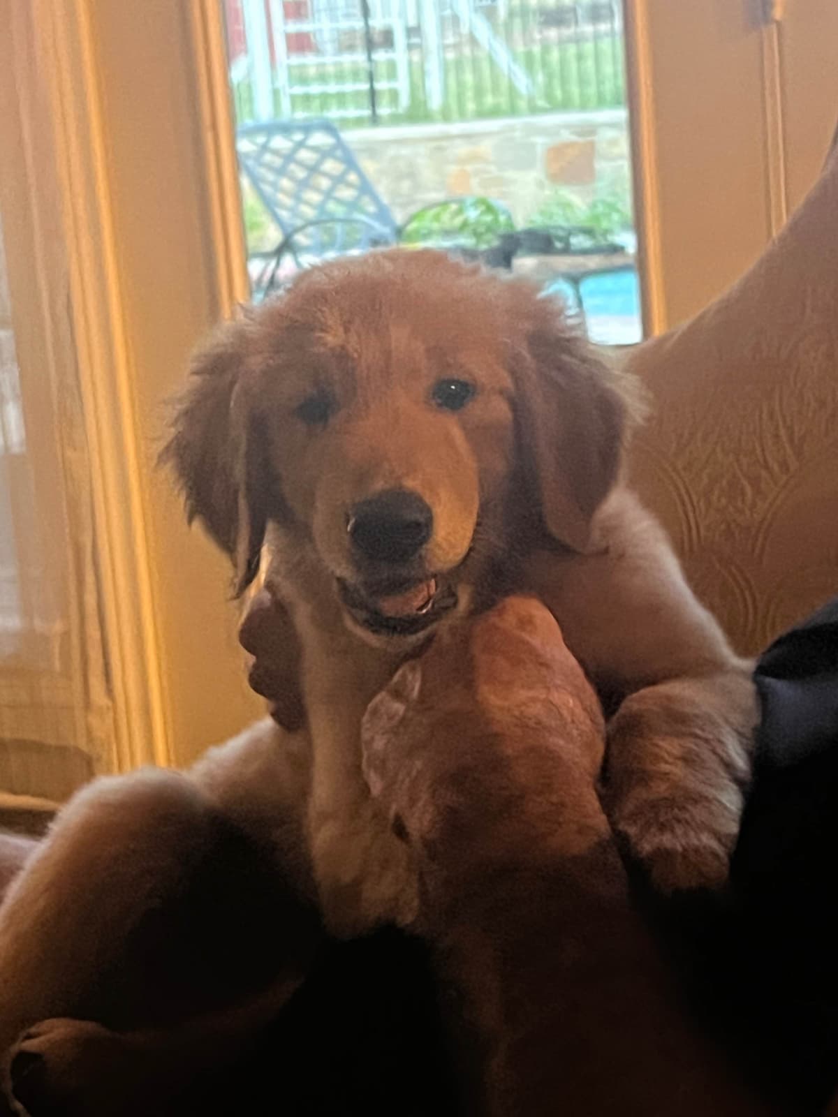 Golden Retriever Puppies breeder image 11