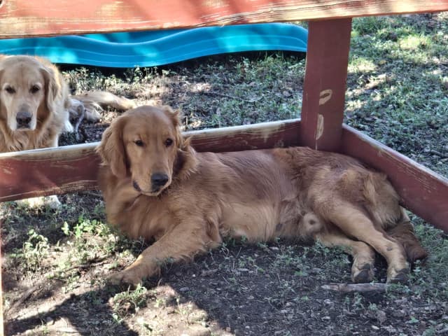 Golden Retriever Puppies media 3