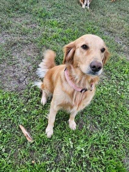 Golden Retriever Puppies media 4