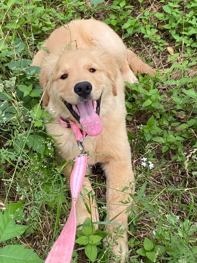 Golden Retriever Puppies media 5