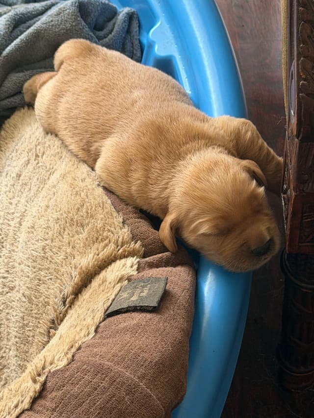 Golden Retriever Puppies media 7