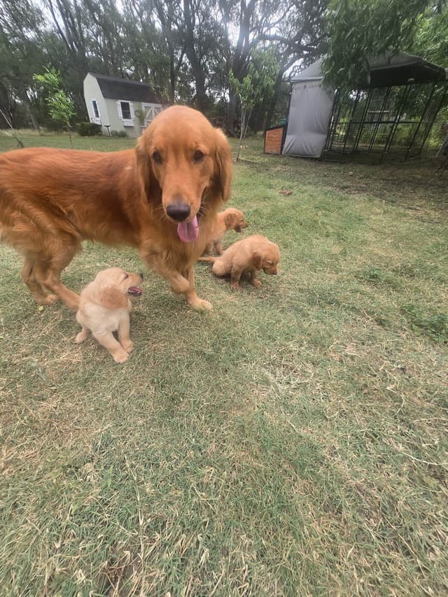 Golden Retriever Puppies media 8