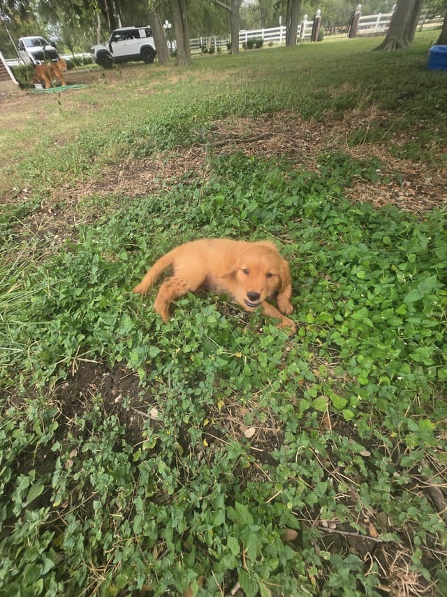 Golden Retriever Puppies media 9