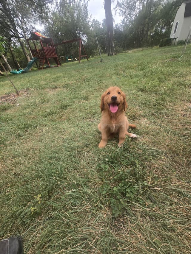 Golden Retriever Puppies media 10
