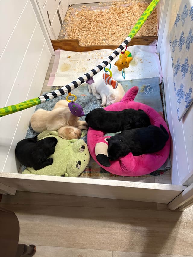 Labrador Retriever Puppies media 2