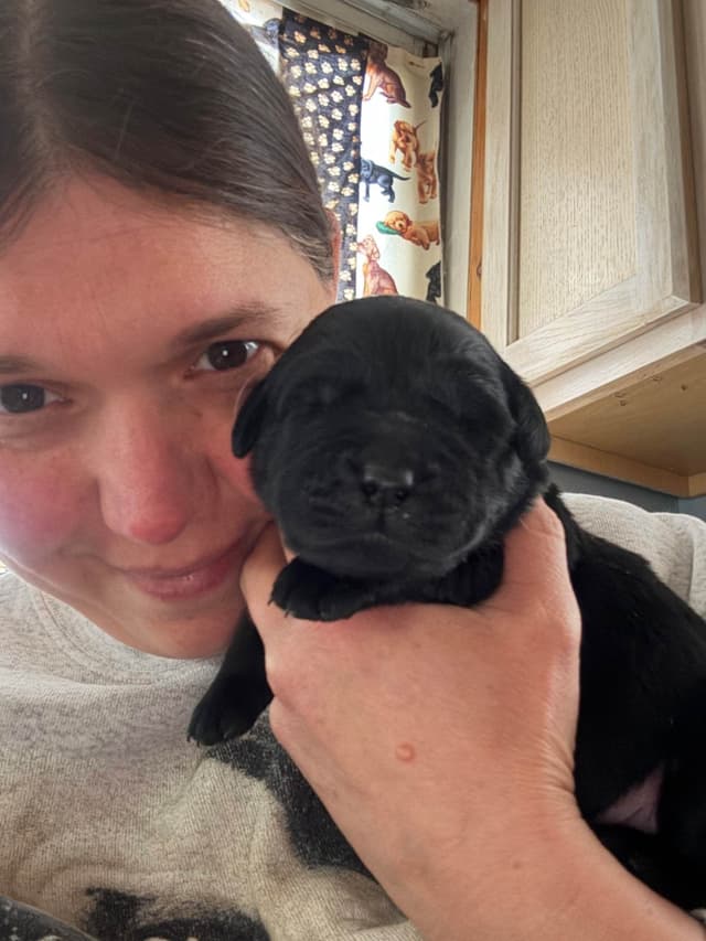 Labrador Retriever Puppies media 3