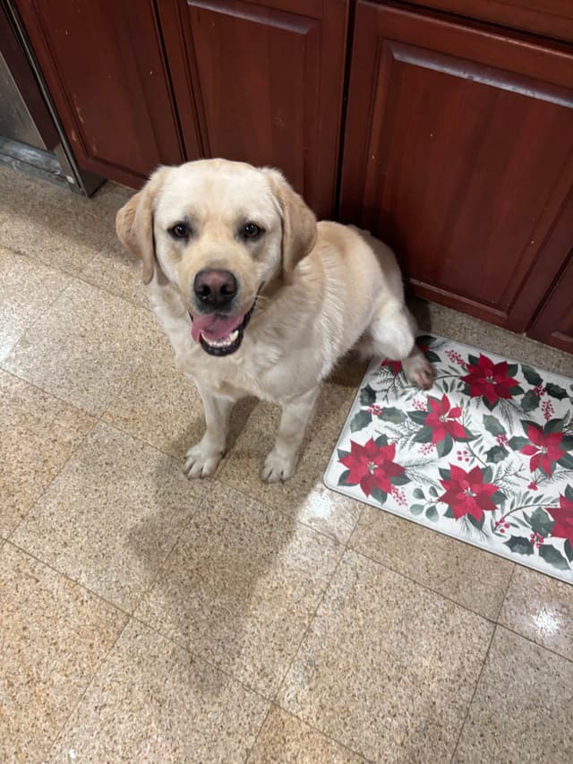 Labrador Retriever Puppies media 4