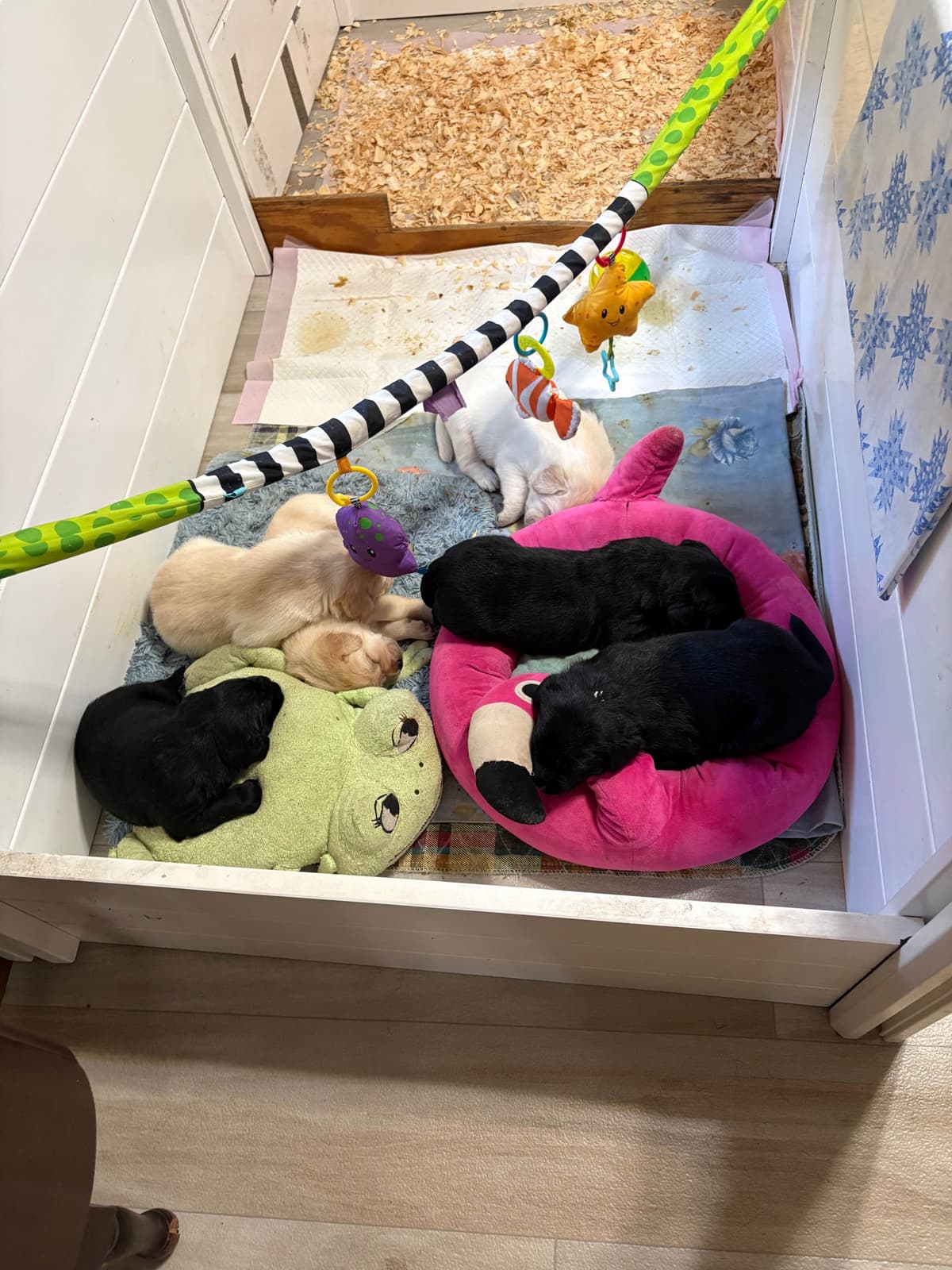 Labrador Retriever Puppies breeder image 1