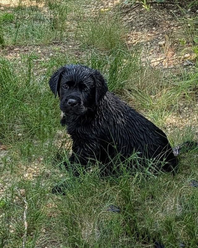 Labrador Retriever Puppies media 7