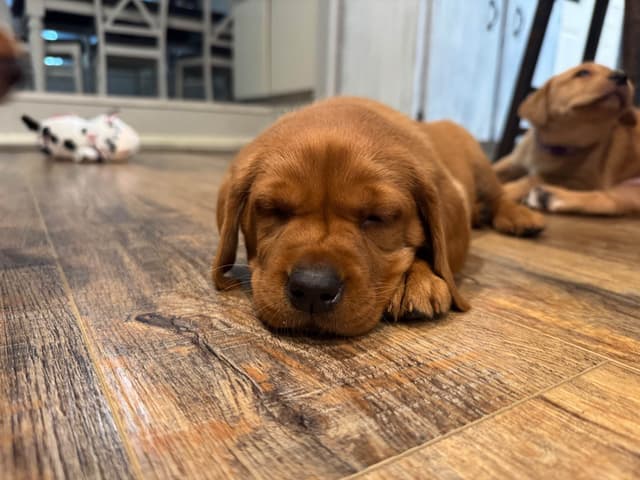 Labrador Retriever Puppies media 5