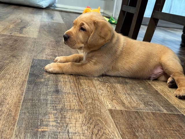 Labrador Retriever Puppies media 6