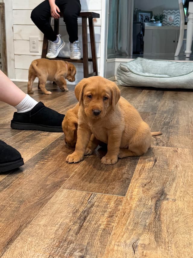 Labrador Retriever Puppies media 3