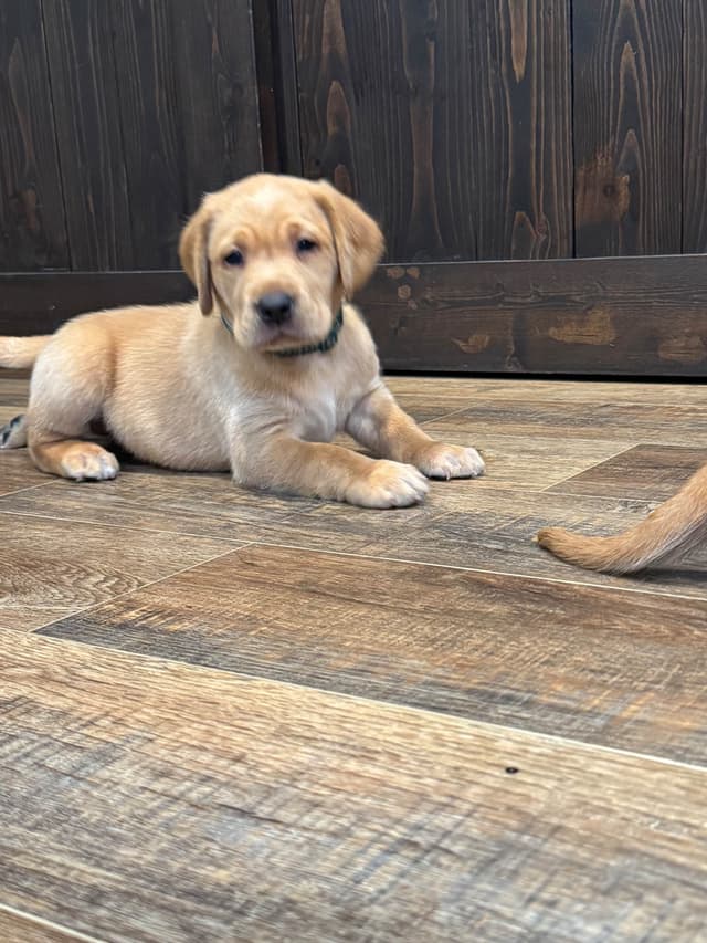 Labrador Retriever Puppies media 7