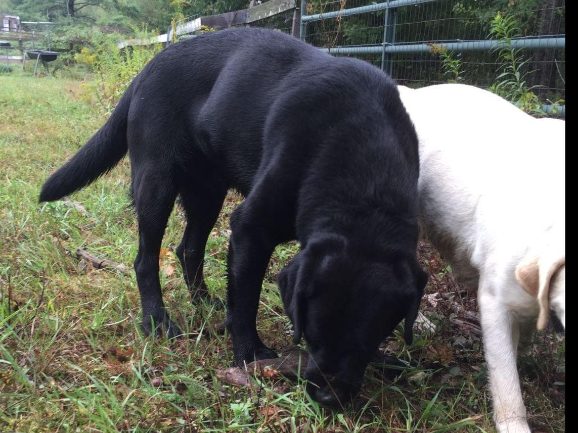 Labrador Retriever Puppies breeder image 2