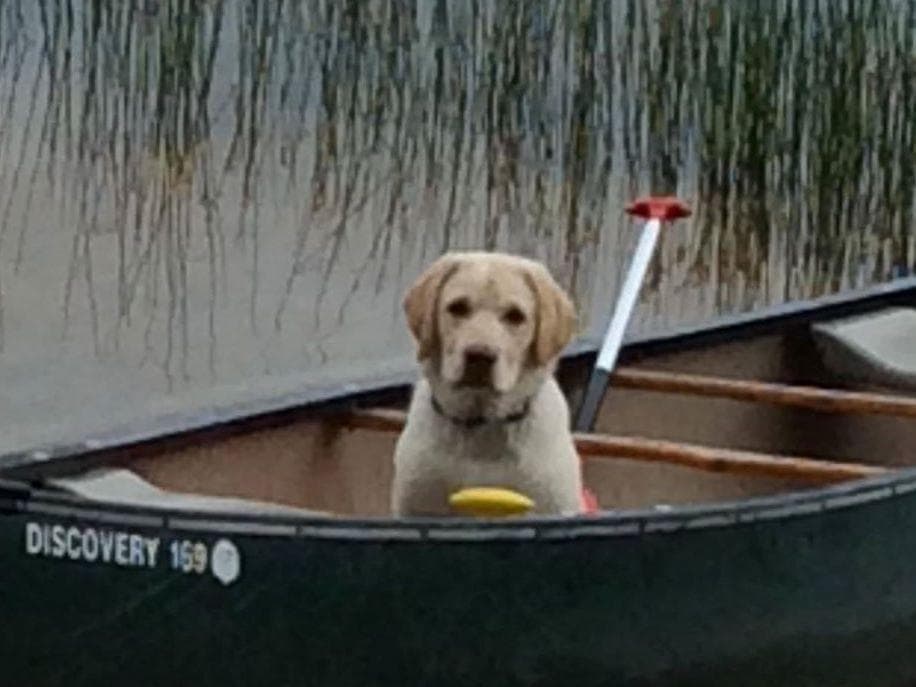 Labrador Retriever Puppies breeder image 3